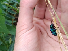 Chrysochares asiaticus