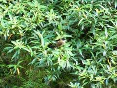 Pycnonotus xanthorrhous