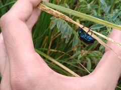 Chrysochares asiaticus