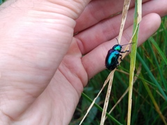 Chrysochares asiaticus