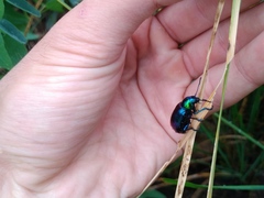 Chrysochares asiaticus