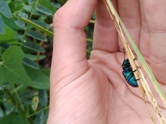 Chrysochares asiaticus