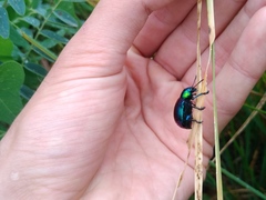 Chrysochares asiaticus