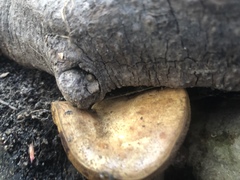 Boletinellus