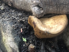 Boletinellus