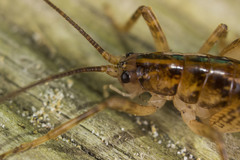 Talitropsis