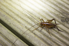 Talitropsis