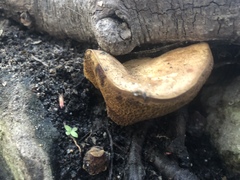 Boletinellus