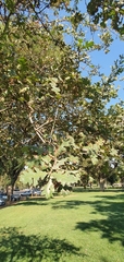 Quercus lobata