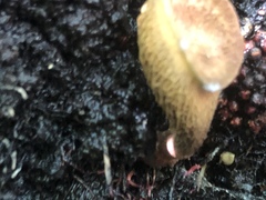 Boletinellus