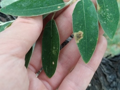 Amauromyza elaeagni