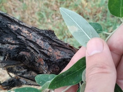 Amauromyza elaeagni