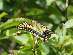 Papilio machaon hippocrates