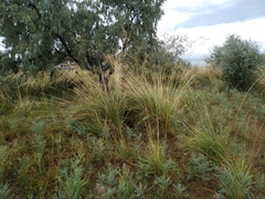 Stipa splendens