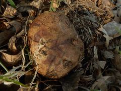 Phlebopus marginatus