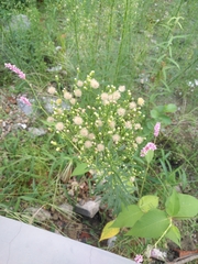 Erigeron canadensis