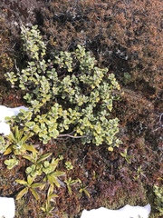 Brachyglottis bidwillii