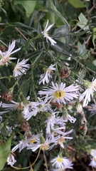 Symphyotrichum × salignum
