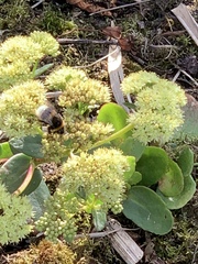 Hylotelephium maximum