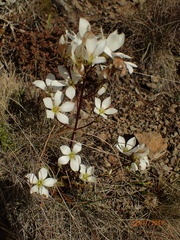Gentianella stellata