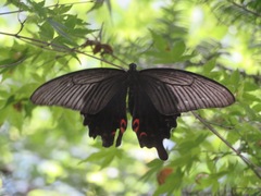 Papilio demetrius demetrius
