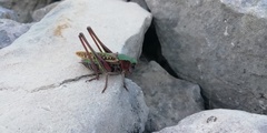 Decticus verrucivorus verrucivorus