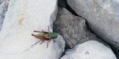 Decticus verrucivorus verrucivorus