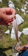 Alectoris