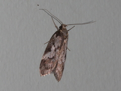 Philobota partitella