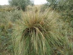 Stipa splendens