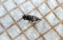 Diptera