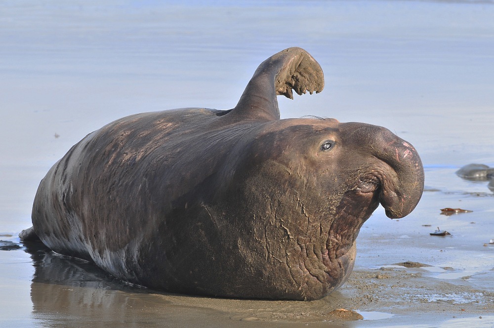 elefante marino