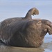 Elefante Marino Norteño - Photo (c) Yathin, algunos derechos reservados (CC BY-NC-ND)
