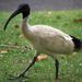 Ibises and Spoonbills - Photo (c) Kate's Photo Diary, some rights reserved (CC BY-NC-ND)