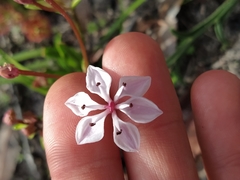 Burchardia multiflora