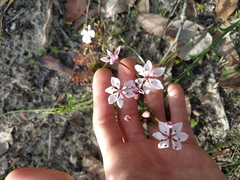 Burchardia multiflora