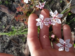 Burchardia multiflora
