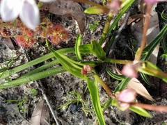 Burchardia multiflora