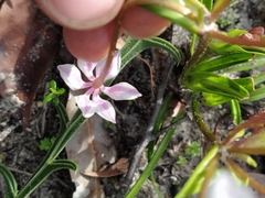 Burchardia multiflora