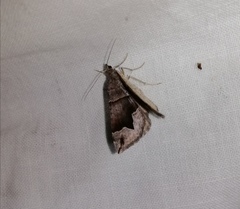 Scotopteryx moeniata