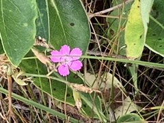 Dianthus deltoides deltoides