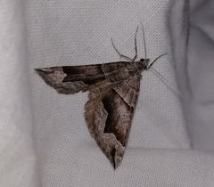 Scotopteryx moeniata
