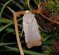 Chersotis margaritacea