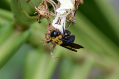 Xylocopa appendiculata circumvolans