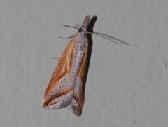 Arotrophora arcuatalis