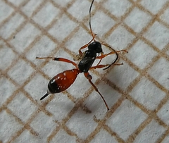 Hymenoptera