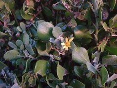 Osteospermum moniliferum