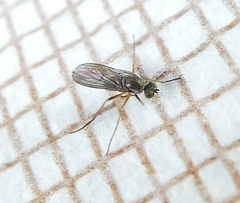 Diptera