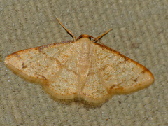 Lomographa indularia