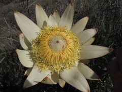 Leucadendron daphnoides